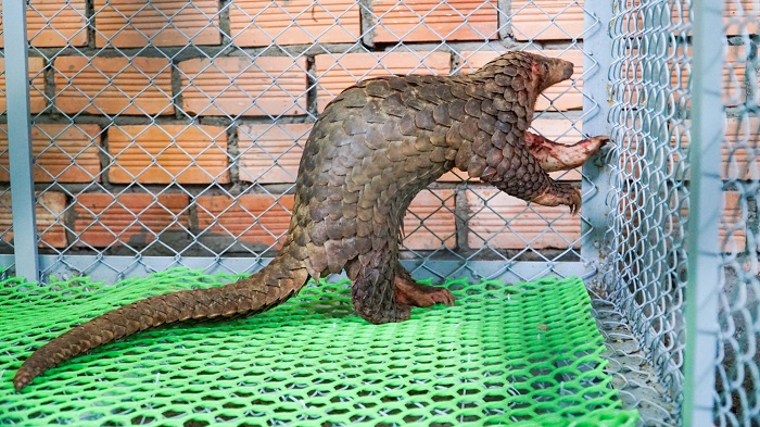 Người dân giao nộp 2 con tê tê java cho kiểm lâm -0