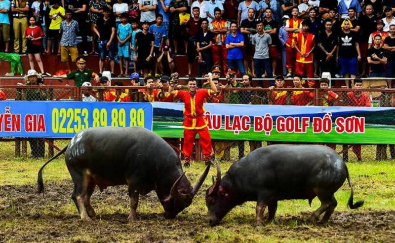 Dựng 3 lớp hàng rào và mua bảo hiểm thân thể cho du khách xem chọi trâu Đồ Sơn -0