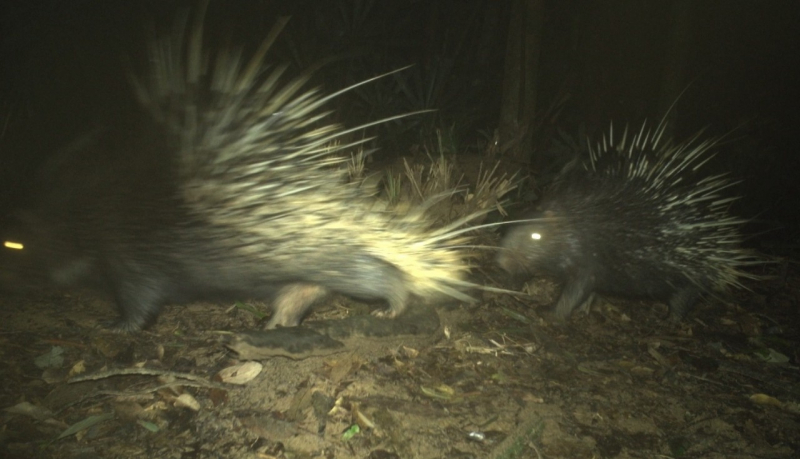 Đặt bẫy ảnh để xác minh hổ xuất hiện ở Vườn quốc gia Phong Nha-Kẻ Bàng -0