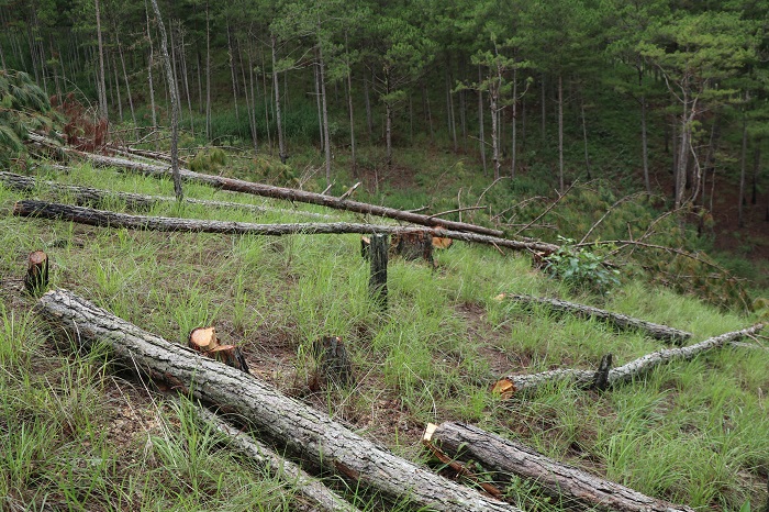 Bắt nhóm “lâm tặc” phá rừng lớn nhất Đà Lạt -0