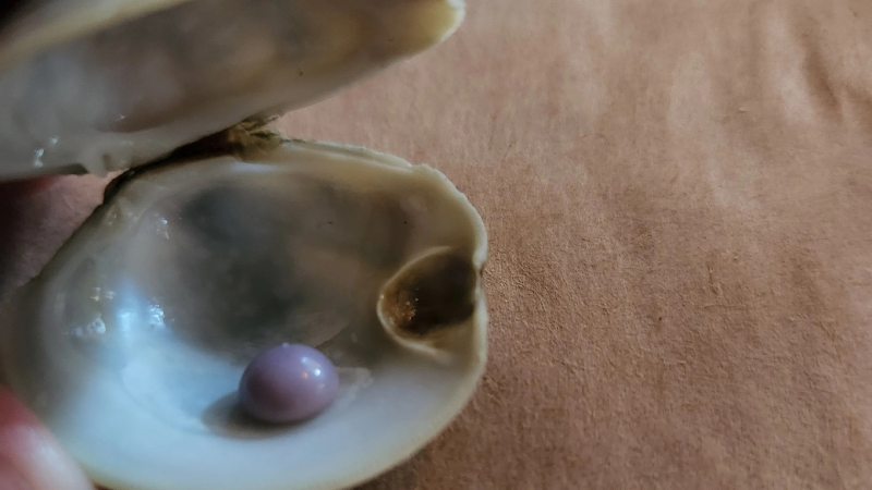 Nhai phải ngọc trai hiếm khi đi ăn hàng  -0