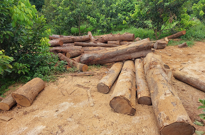 Xác minh nguồn gốc 76 lóng gỗ được tập kết ở vùng biên -0