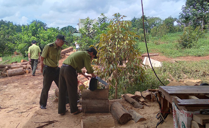 Xác minh nguồn gốc 76 lóng gỗ được tập kết ở vùng biên -2