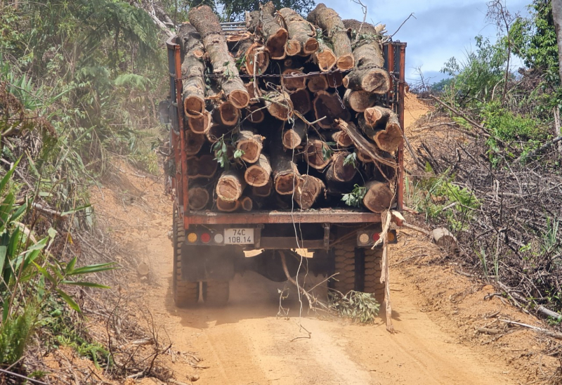 Cạo sạch rừng đầu nguồn gần 20 năm tuổi -0
