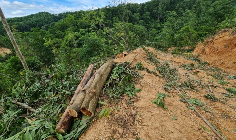 Cạo sạch rừng đầu nguồn gần 20 năm tuổi -0