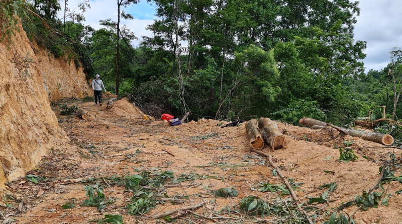 Cạo sạch rừng đầu nguồn gần 20 năm tuổi -1