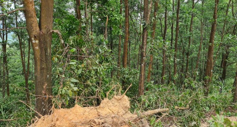 Cạo sạch rừng đầu nguồn gần 20 năm tuổi -0