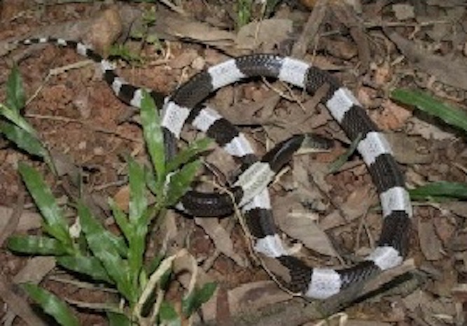 Bệnh viện hết huyết thanh đặc trị, giảm cơ hội cấp cứu cho trẻ bị rắn cắn -0