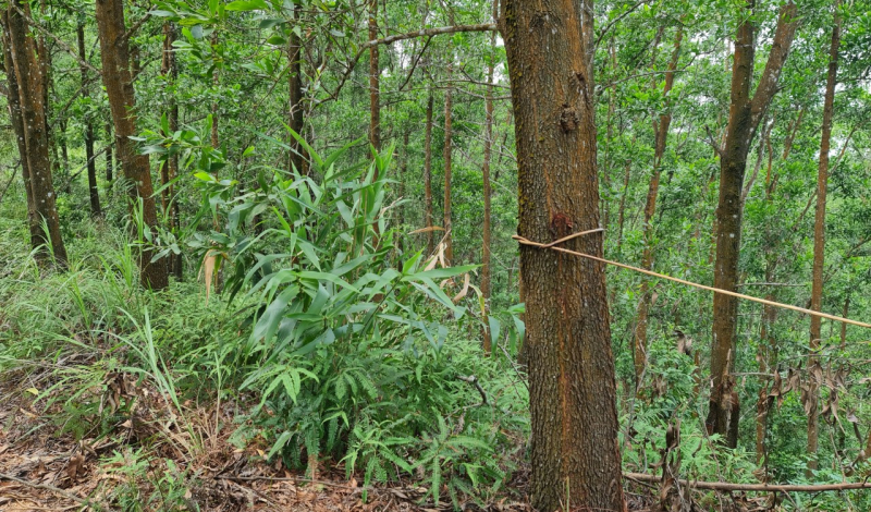 Buông lỏng quản lý, bảo vệ rừng đầu nguồn -0