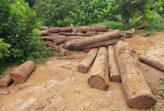 Phạt 35 triệu đồng người thu mua, tập kết 76 lóng gỗ trong vườn rẫy -0