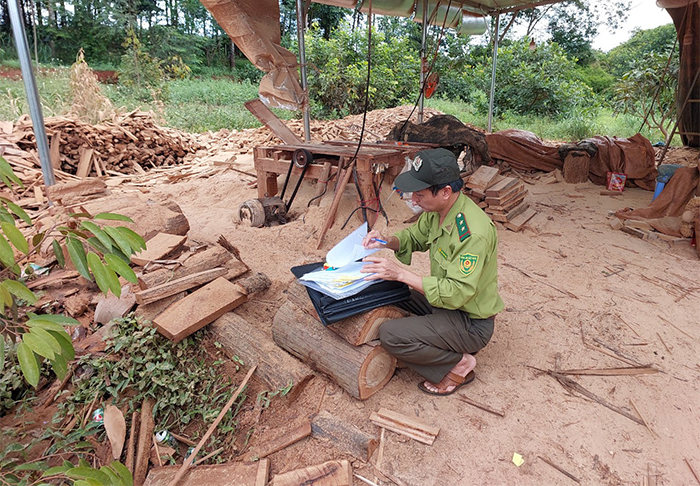 Phạt 35 triệu đồng người thu mua, tập kết 76 lóng gỗ trong vườn rẫy -0