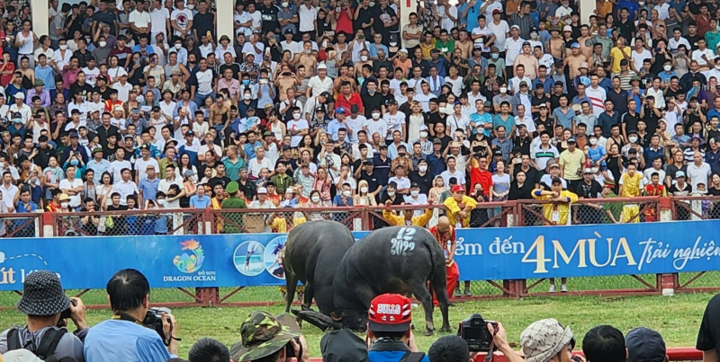 Hàng vạn người đội mưa xem trâu chọi ở Đồ Sơn -0