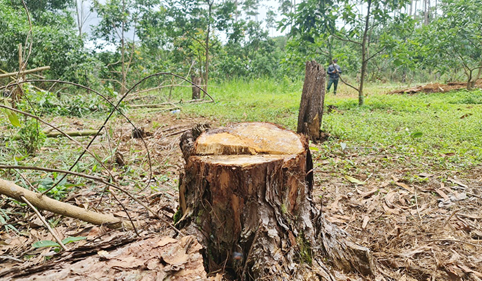Tin thêm về việc rừng cộng đồng bị lấn chiếm -0