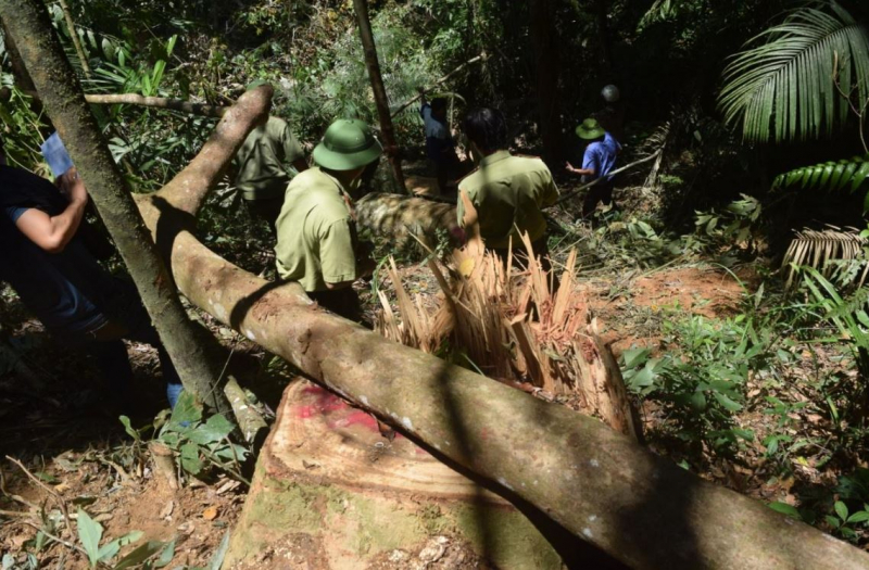 Khởi tố vụ khai thác gỗ trái phép trong rừng đặc dụng -0