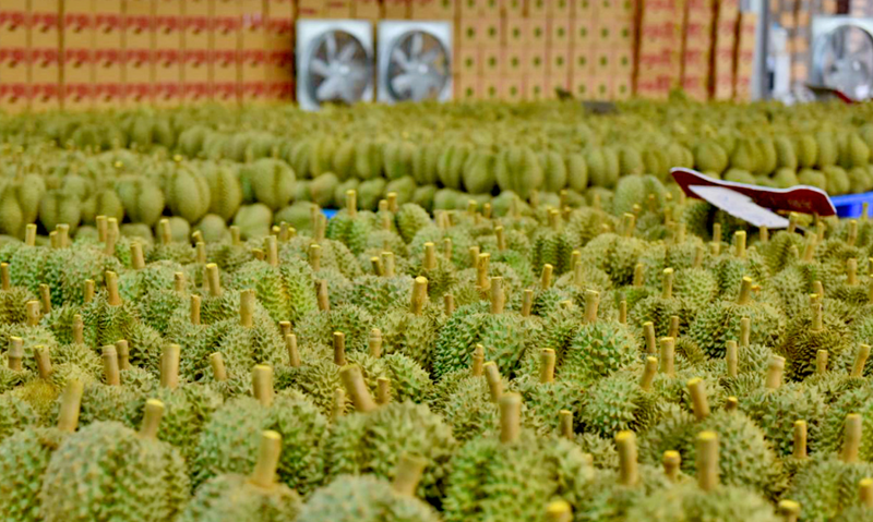  51 vườn trồng sầu riêng của Việt Nam được Trung Quốc chấp thuận -0