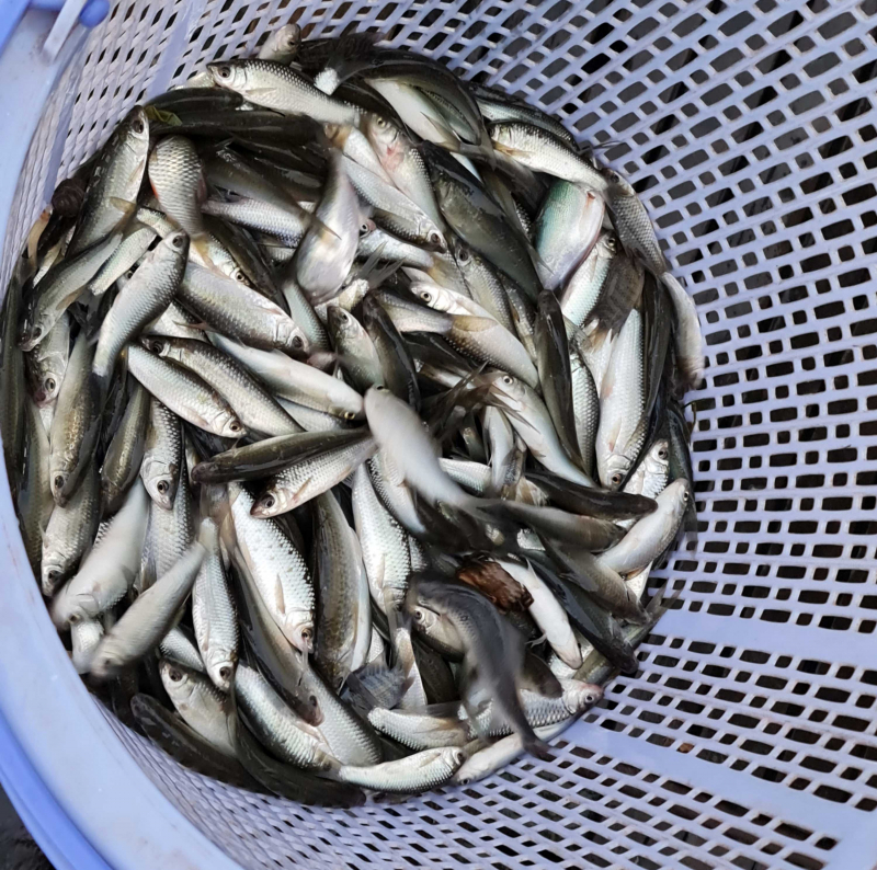 Cùng ngư dân đầu nguồn ra đồng dỡ dớn mang ra chợ cá Kinh Ruột bán -0