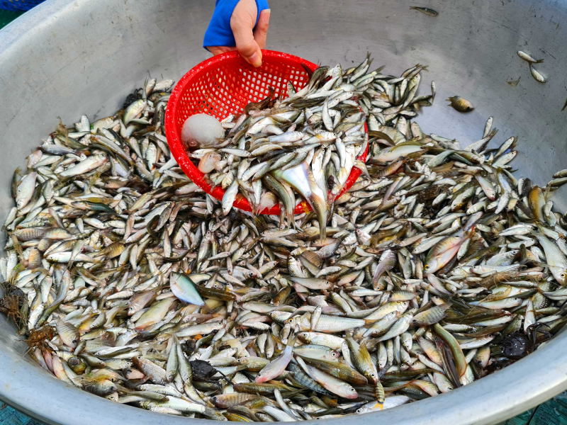 Cùng ngư dân đầu nguồn ra đồng dỡ dớn mang ra chợ cá Kinh Ruột bán -1