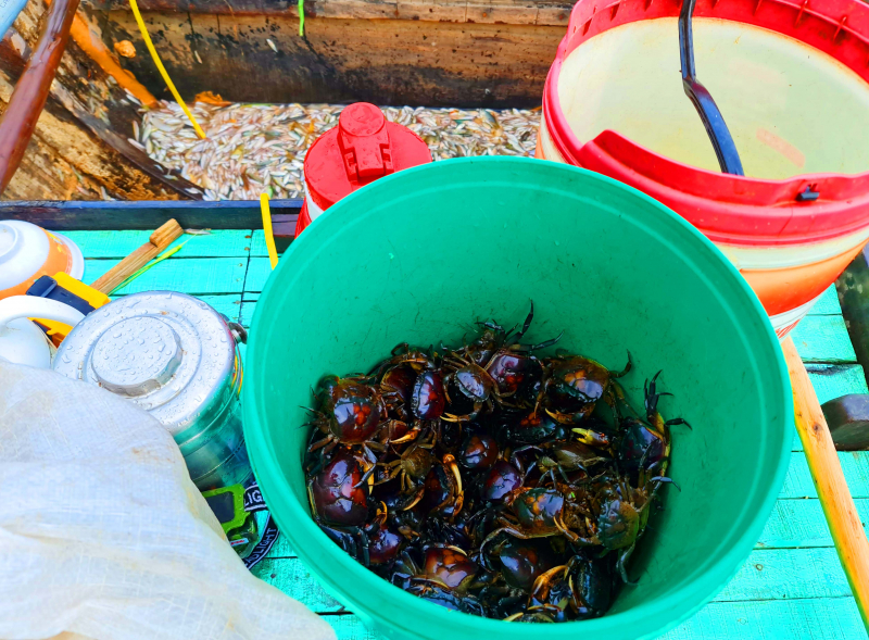 Cùng ngư dân đầu nguồn ra đồng dỡ dớn mang ra chợ cá Kinh Ruột bán -2