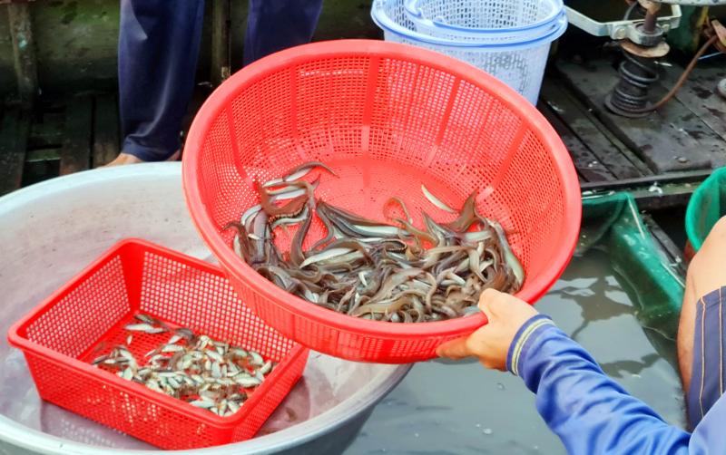 Cùng ngư dân đầu nguồn ra đồng dỡ dớn mang ra chợ cá Kinh Ruột bán -4