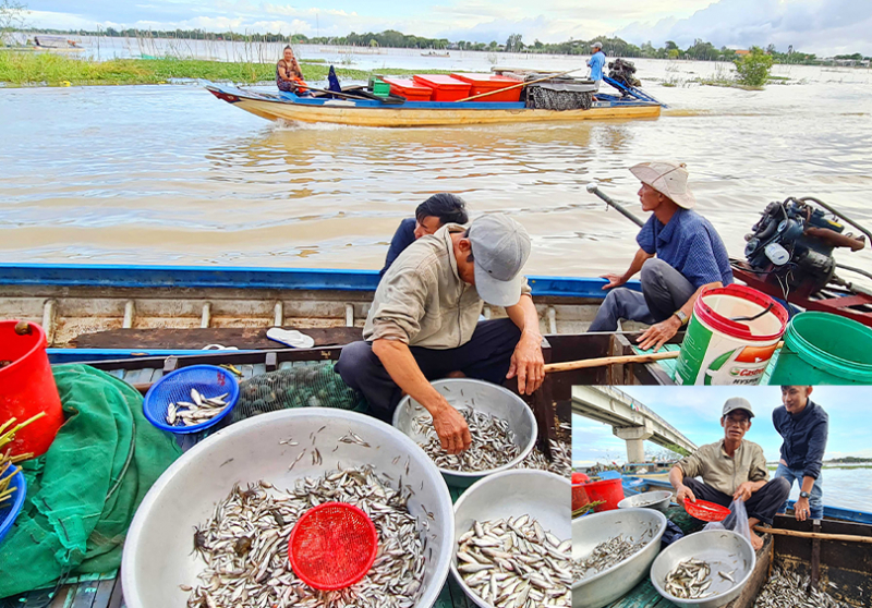 Cùng ngư dân đầu nguồn ra đồng dỡ dớn mang ra chợ cá Kinh Ruột bán -0