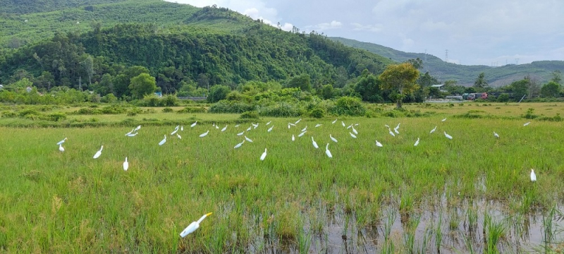 Công an xã đồng loạt ra quân ngăn chặn nạn săn bắt chim trời  -0