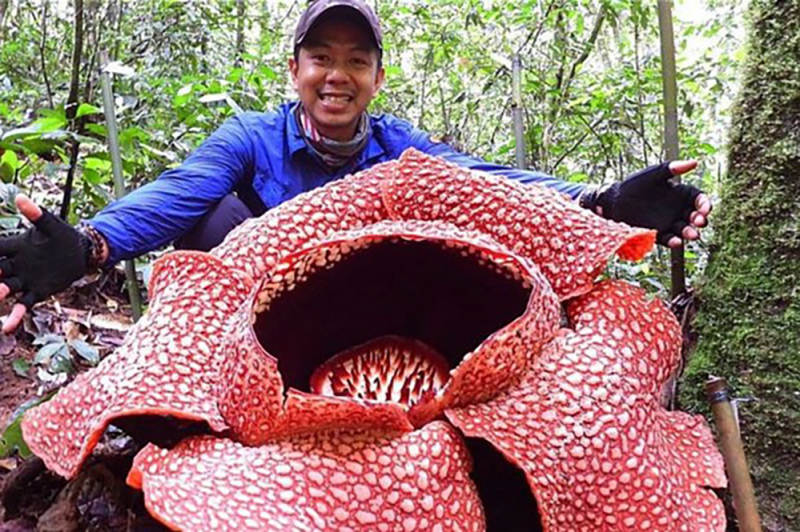 Bông hoa lớn nhất thế giới nở trong môi trường phi tự nhiên -0