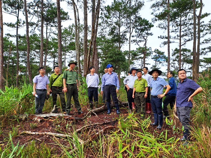 Phát hiện vụ phá rừng ở Đoàn Kinh tế quốc phòng Lâm Đồng -0