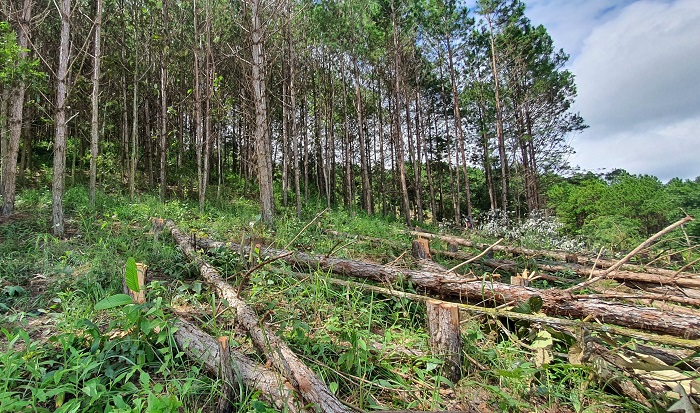 Khẩn trương làm rõ hàng trăm cây thông ở Lâm Đồng bị cưa trắng -0