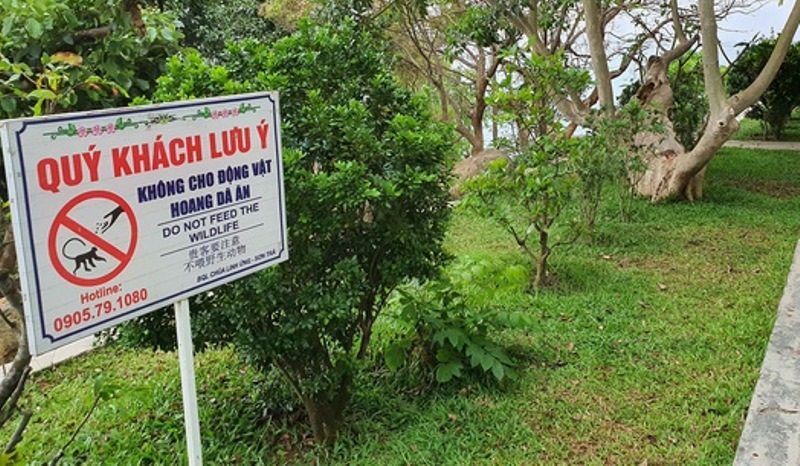 Trăn gấm dài gần 5m xuất hiện tấn công động vật hoang dã tại khu bảo tồn Sơn Trà (Đà Nẵng) -0