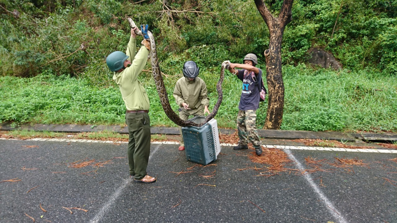 Trăn gấm dài gần 5m lại xuất hiện tấn công động vật hoang dã tại khu bảo tồn Sơn Trà (Đà Nẵng) -1
