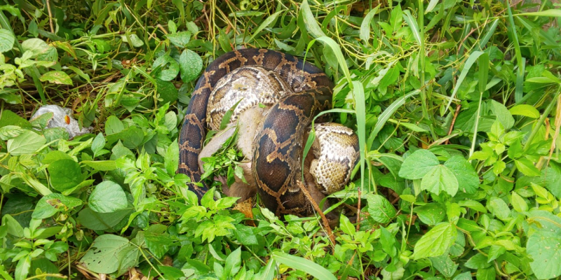 Trăn gấm dài gần 5m lại xuất hiện tấn công động vật hoang dã tại khu bảo tồn Sơn Trà (Đà Nẵng) -0