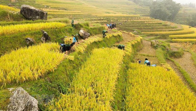 A glimpse of Ha Giang during golden rice season -9