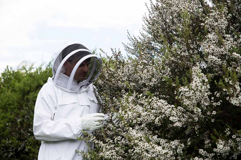 Thăng trầm câu chuyện mật ong manuka -0