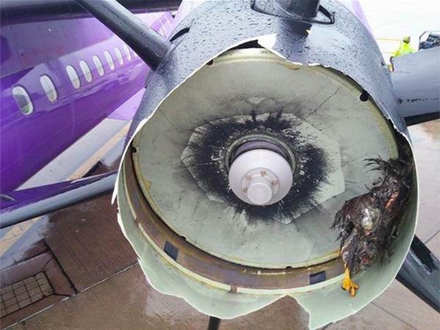 Gia tăng sự cố chim va vào máy bay, gây uy hiếp an toàn hàng không -0