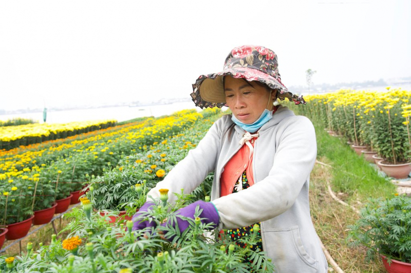 Người dân miền Tây tất bật chuẩn bị hoa, cây cảnh vụ Tết -0