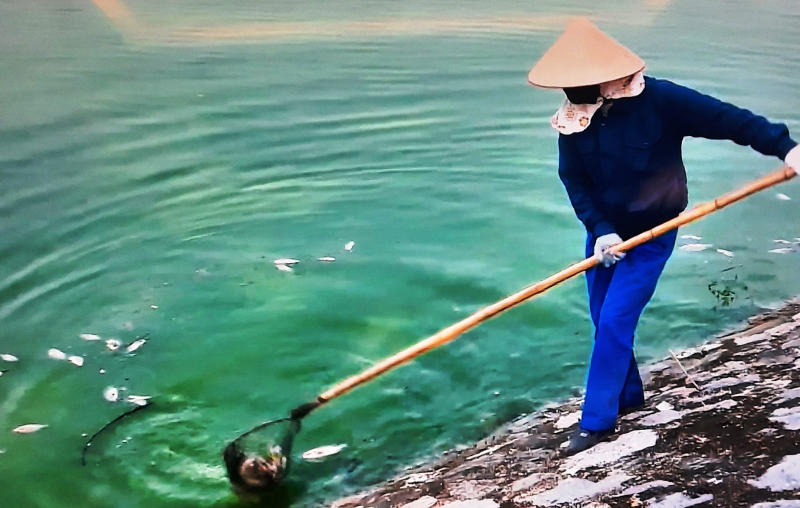 Nghi nước mặn xâm thực, cá chết nổi trắng mặt hồ lớn nhất Hải Phòng -0