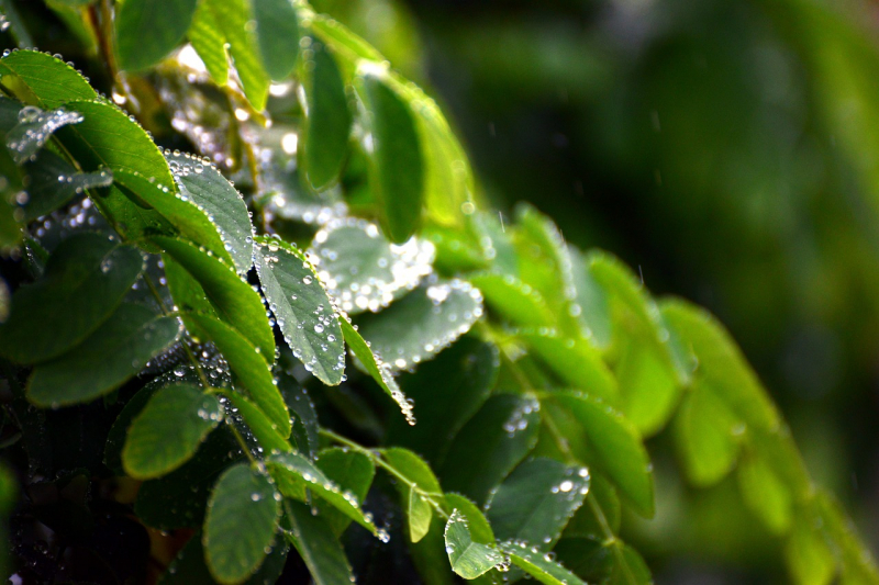 leaves-3699365_1280.jpg -0