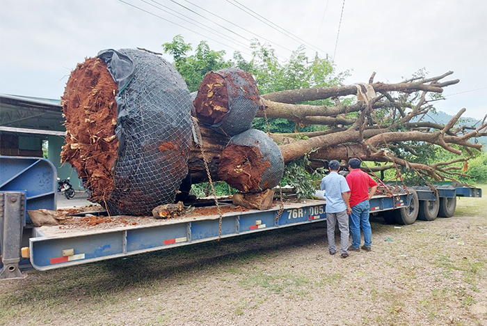 Xác định nguồn gốc các cây gỗ cổ thụ quá khổ vận chuyển trên Quốc lộ -0