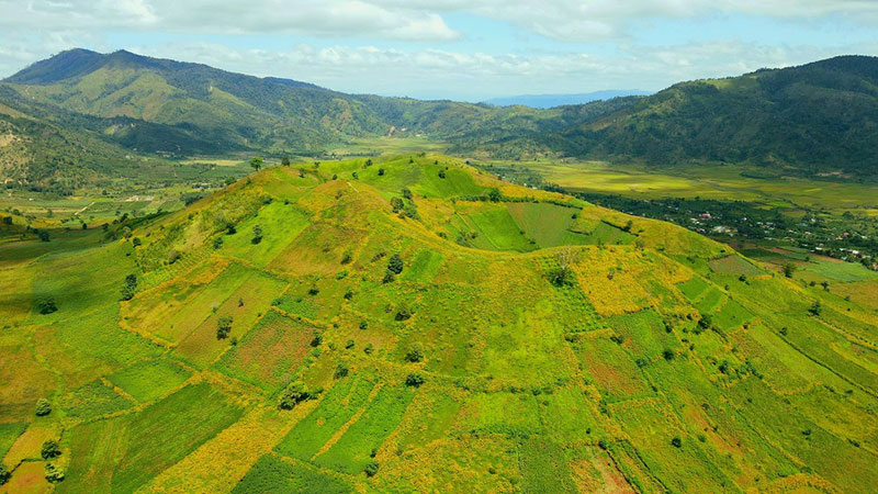 Rực rỡ hoa Dã Quỳ trên đỉnh Núi lửa Chư Đang Ya -0