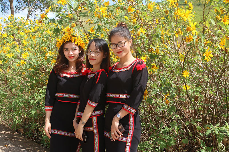 Rực rỡ hoa Dã Quỳ trên đỉnh Núi lửa Chư Đang Ya -1