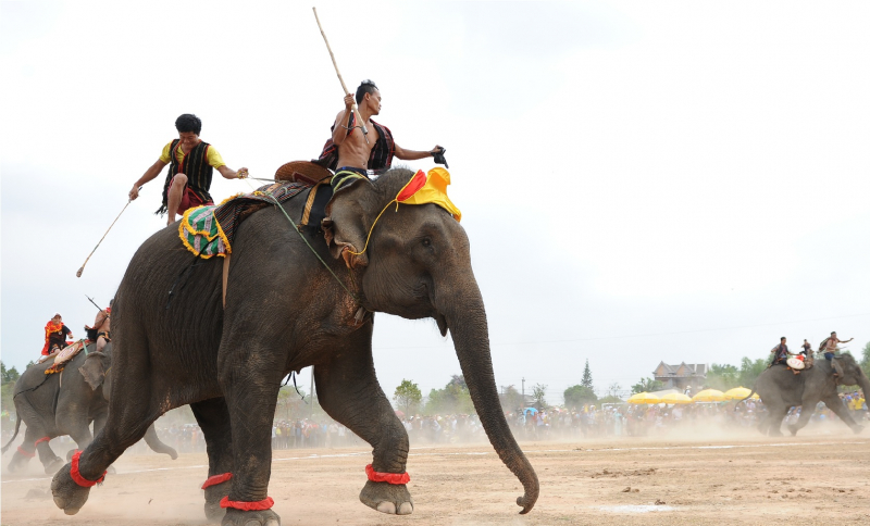 Chi hơn 55 tỷ đồng chấm dứt “Du lịch cưỡi voi” -0