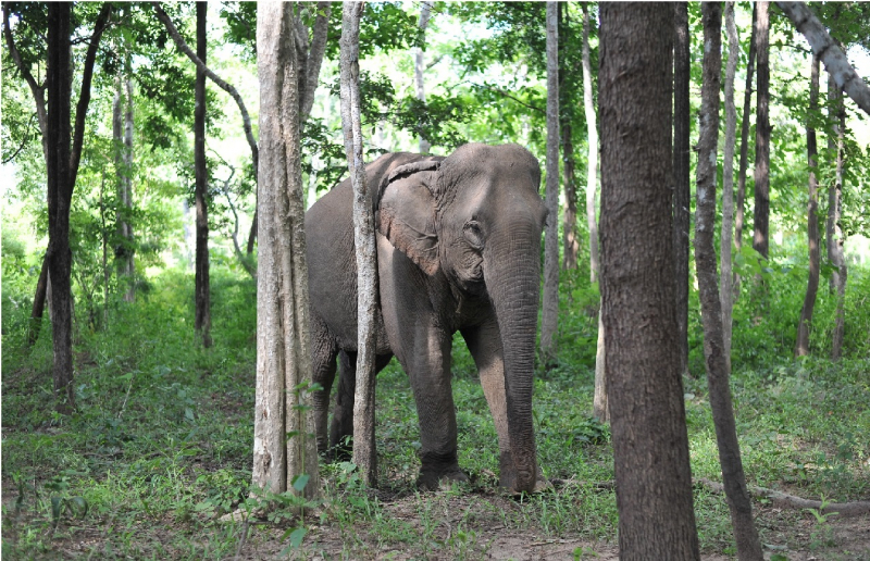 Chi hơn 55 tỷ đồng chấm dứt “Du lịch cưỡi voi” -0