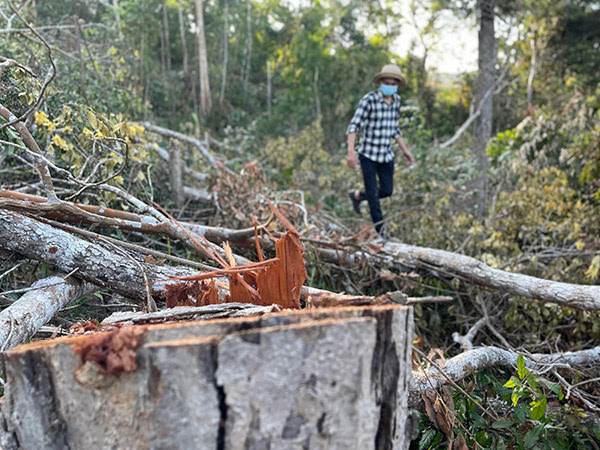 Diện tích rừng ự nhiên tại Đắk Lắk suy giảm hơn 27.460 ha -0