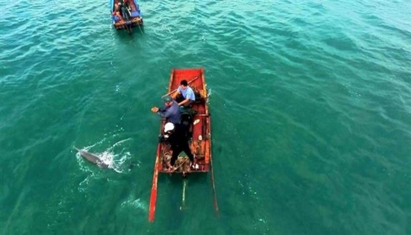 Quang Ninh: Stranded dolphin rescued in Co To -0