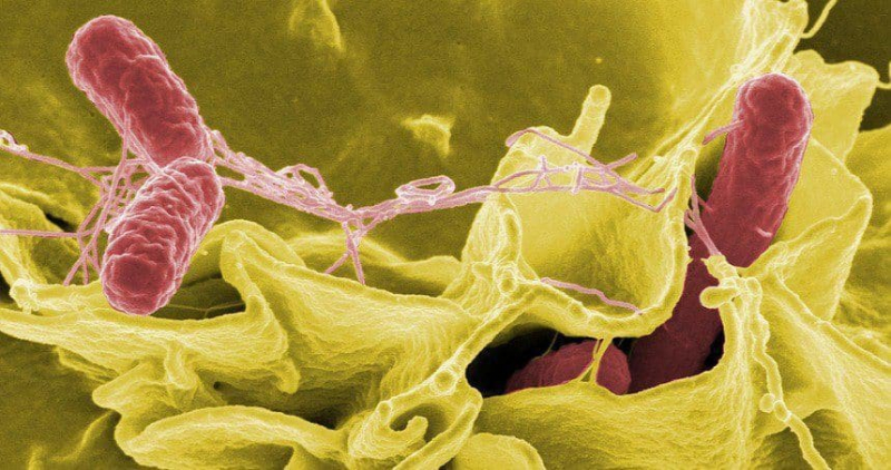 Vi khuẩn Salmonella là nguyên nhân gây ngộ độc cho trăm học sinh ở Nha Trang -0