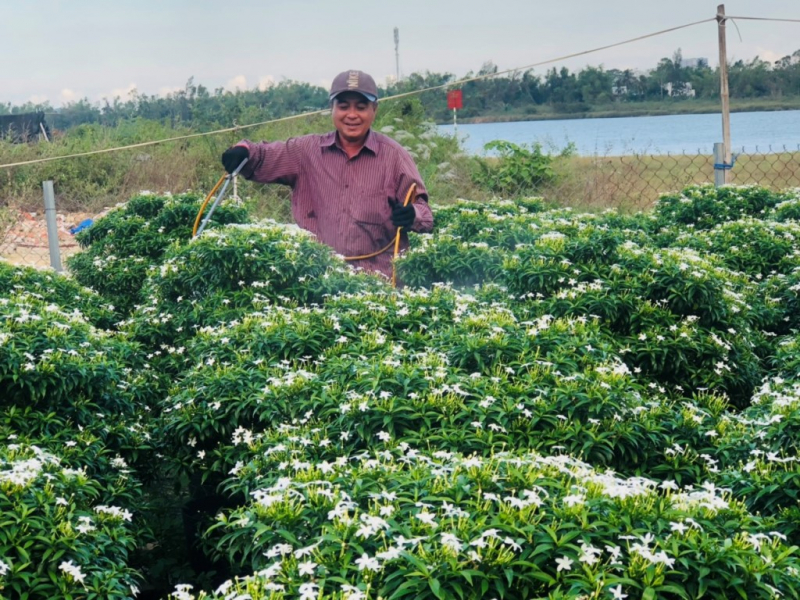 Vực dậy sau trận mưa ngập lịch sử, nhà vườn Đà Nẵng tất bật chuẩn bị hoa Tết -0