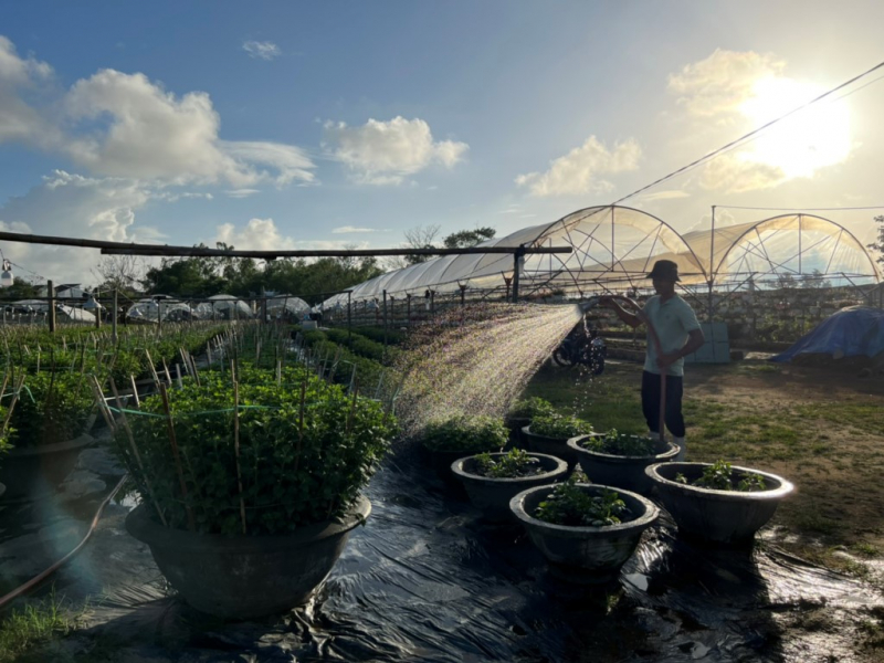 Vực dậy sau trận mưa ngập lịch sử, nhà vườn Đà Nẵng tất bật chuẩn bị hoa Tết -2