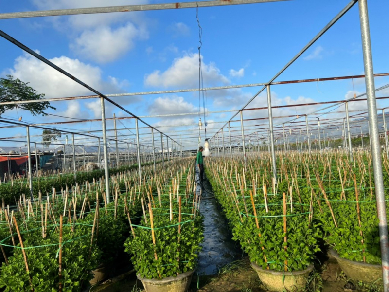 Vực dậy sau trận mưa ngập lịch sử, nhà vườn Đà Nẵng tất bật chuẩn bị hoa Tết -0