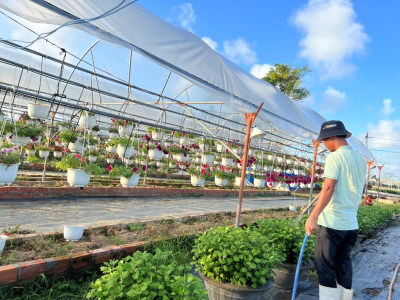 Vực dậy sau trận mưa ngập lịch sử, nhà vườn Đà Nẵng tất bật chuẩn bị hoa Tết -1
