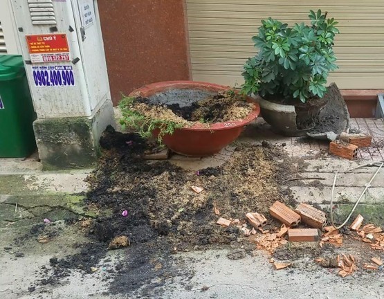 Đi xe ba gác, cắt cáp, trộm cây mai giá chục triệu đem về…chơi Tết -0